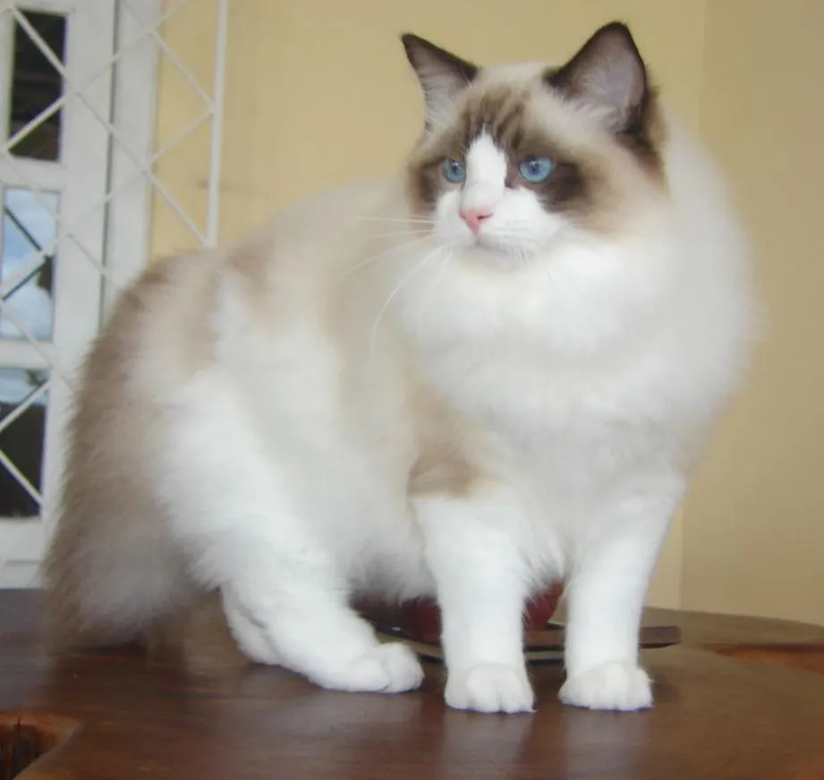 عکس نژاد رگدال (Ragdoll)