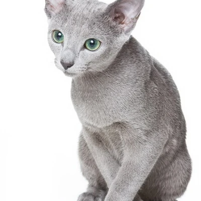 گربه روسی آبی (Russian Blue)