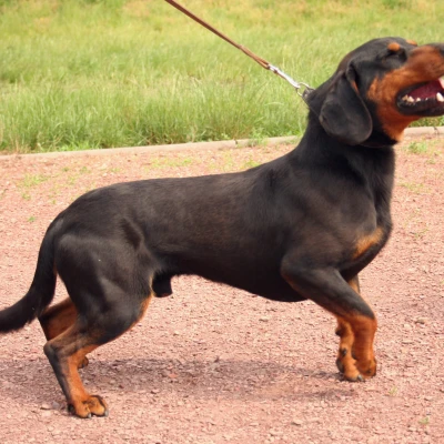 سلوواکیان هوند (Slovakian Hound)