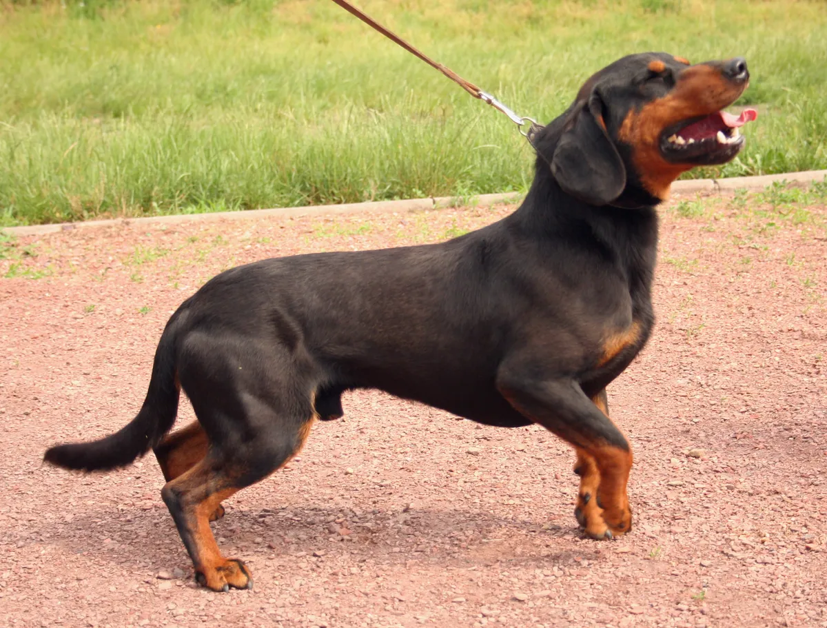 عکس سلوواکیان هوند (Slovakian Hound)