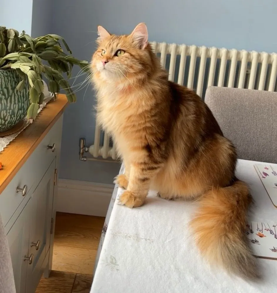 عکس نژاد Siberian