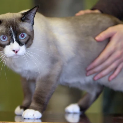 نژاد اسنوشو (Snowshoe)