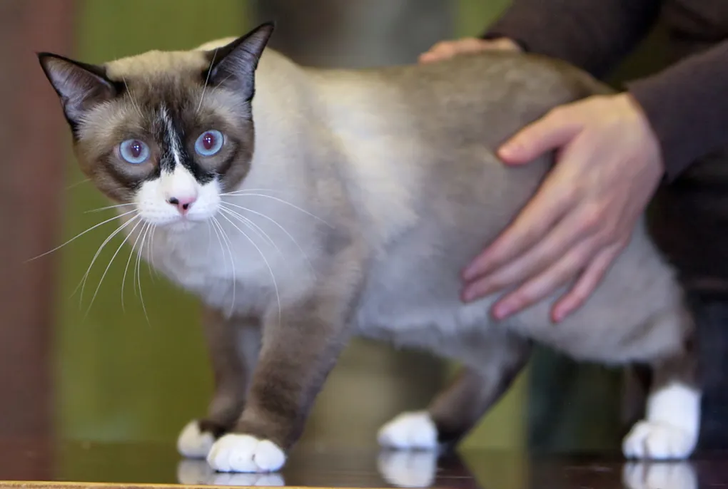 عکس نژاد اسنوشو (Snowshoe)