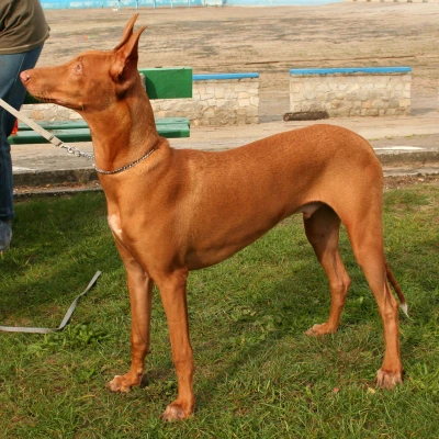 نژاد سگ فرعون هوند