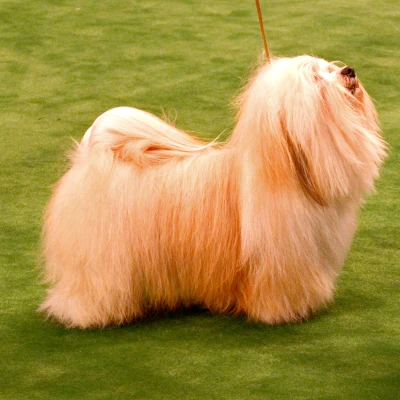 نژاد هاوانیز (HAVANESE)