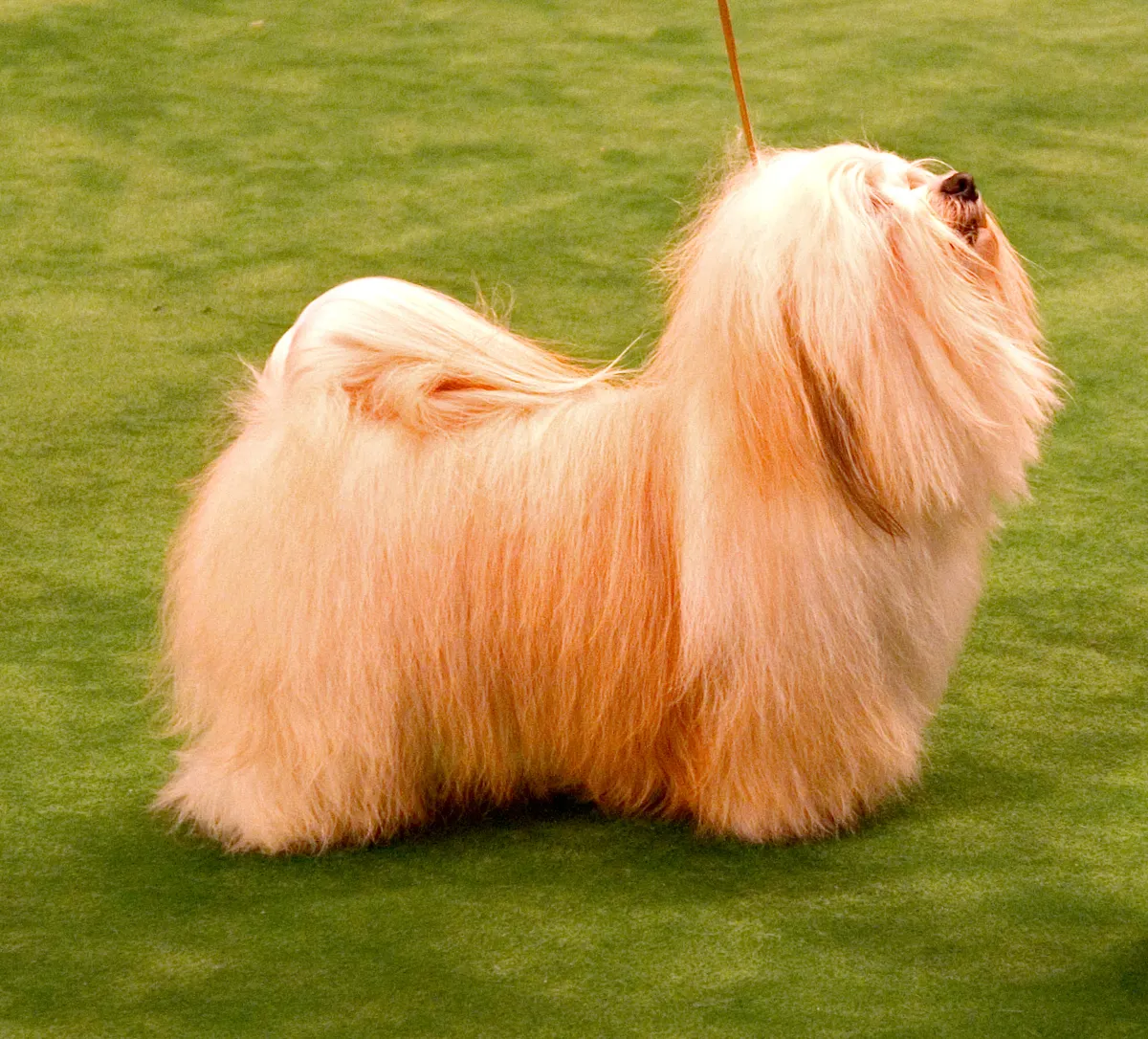 عکس نژاد هاوانیز (HAVANESE)