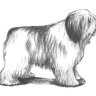 نژاد سگ گله دشت لهستان (Polish Lowland Sheepdog)