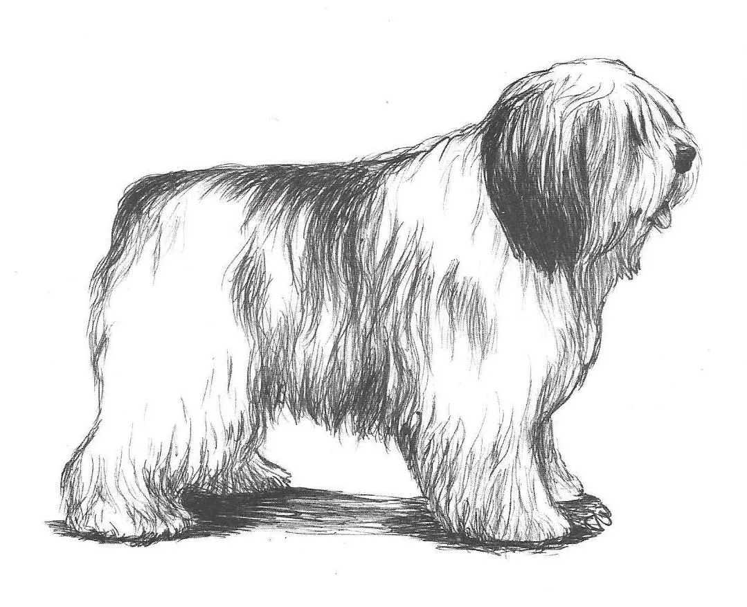عکس نژاد سگ گله دشت لهستان (Polish Lowland Sheepdog)