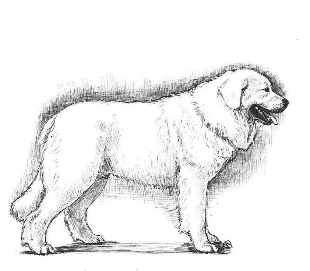 عکس سگ گله تاترا لهستانی (Polish Tatra Shepherd)