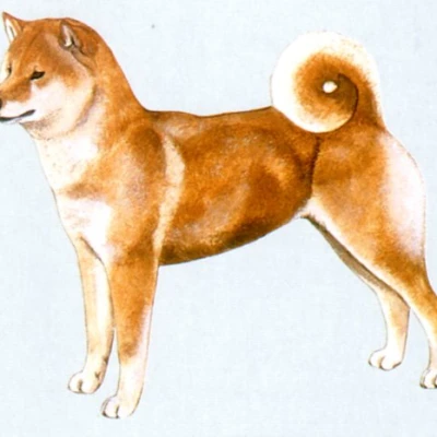 نژاد شیبا
