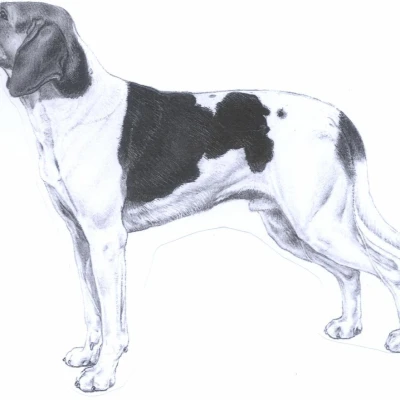 نژاد هالدن هاند (Halden Hound)