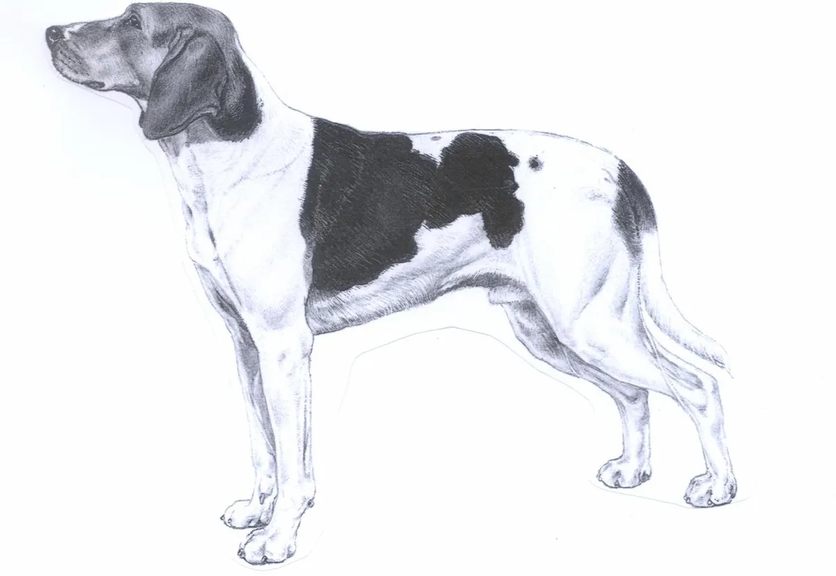 عکس نژاد هالدن هاند (Halden Hound)
