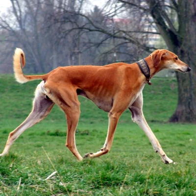 نژاد سگ سالوکی