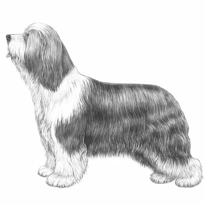نژاد BEARDED COLLIE