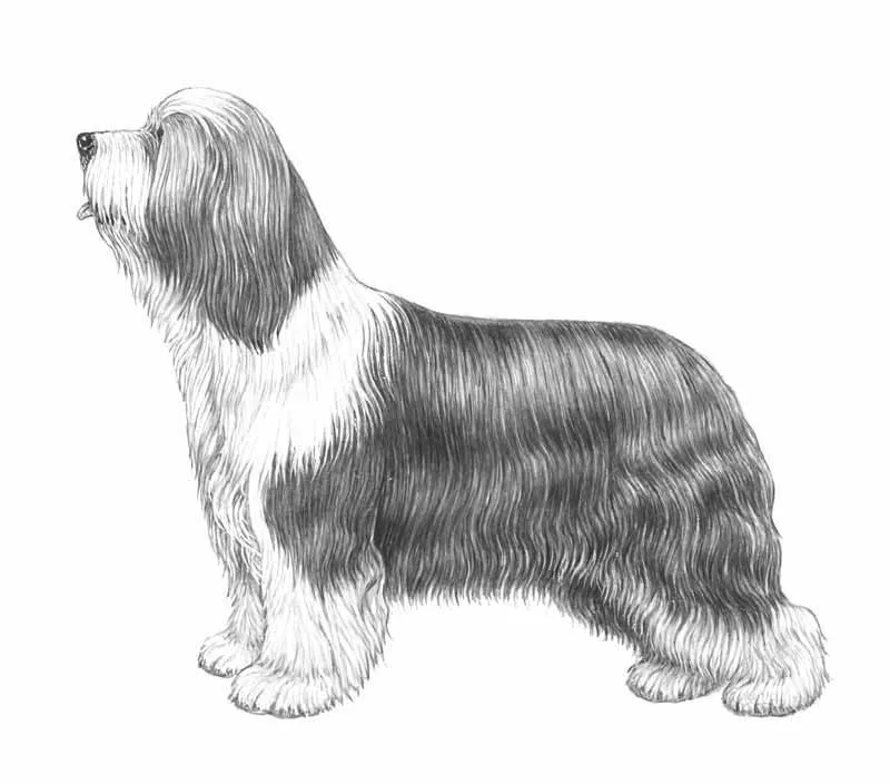 عکس نژاد BEARDED COLLIE