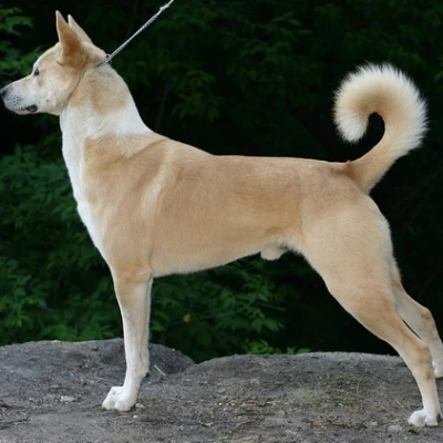 نژاد سگ کنعان (CANAAN DOG)