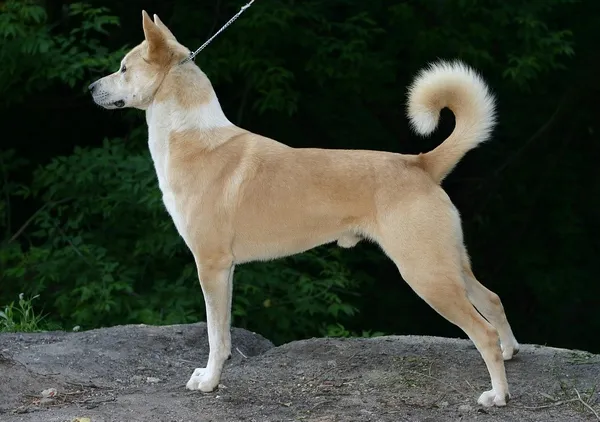 عکس نژاد سگ کنعان (CANAAN DOG)