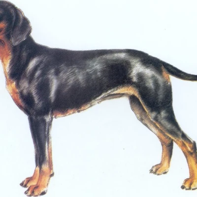 نژاد سگ کوهستانی مونته‌نگرو (Montenegrin Mountain Hound)