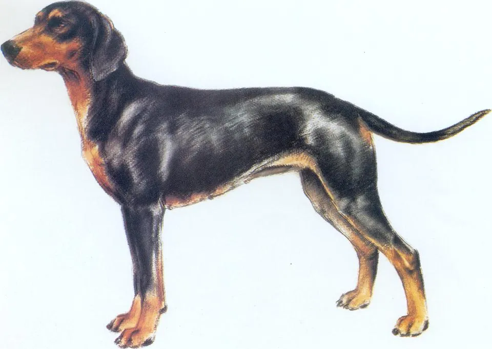 عکس نژاد سگ کوهستانی مونته‌نگرو (Montenegrin Mountain Hound)