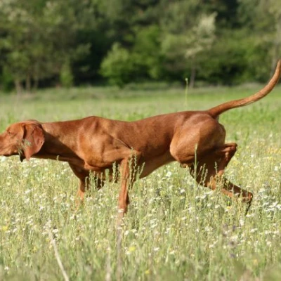 نژاد پوینتر دانمارکی قدیمی (Old Danish Pointing Dog)