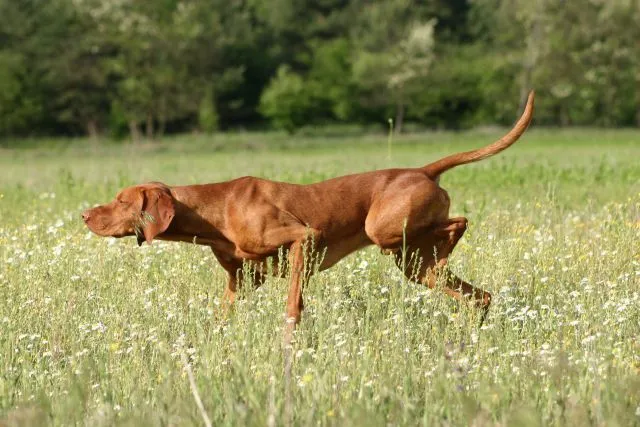 عکس نژاد پوینتر دانمارکی قدیمی (Old Danish Pointing Dog)