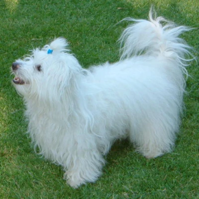 نژاد کوتون دوتولیر (Coton de Tulear)