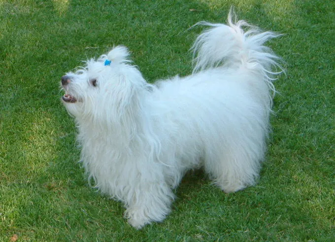 عکس نژاد کوتون دوتولیر (Coton de Tulear)