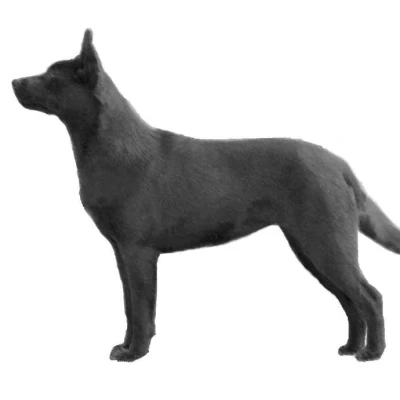 نژاد استرالیان کلپی (AUSTRALIAN KELPIE)