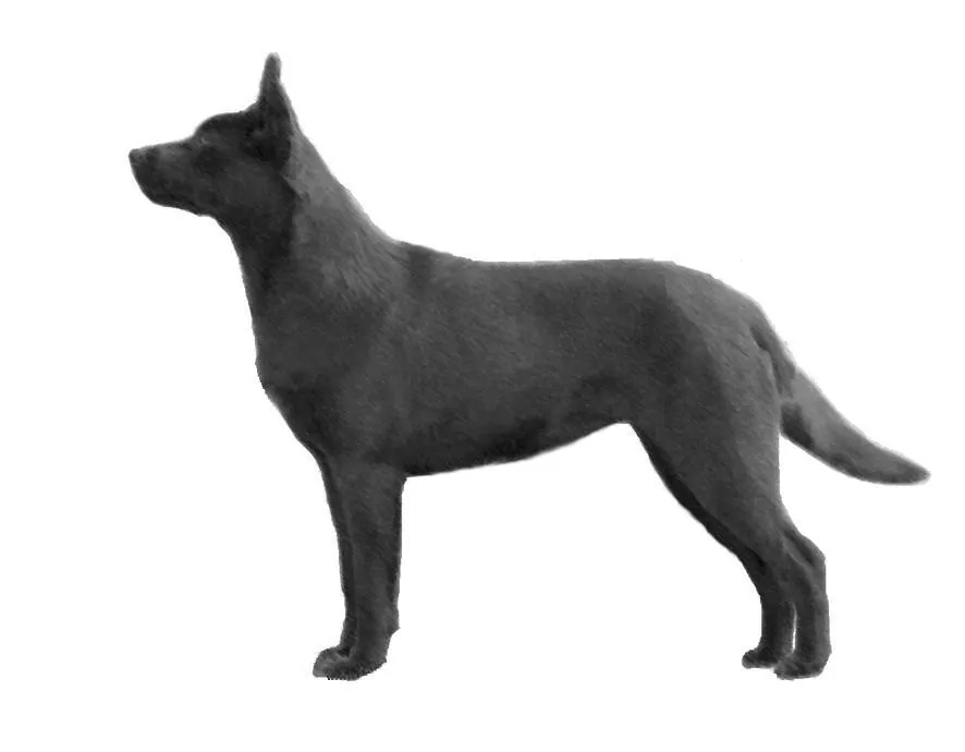 عکس نژاد استرالیان کلپی (AUSTRALIAN KELPIE)