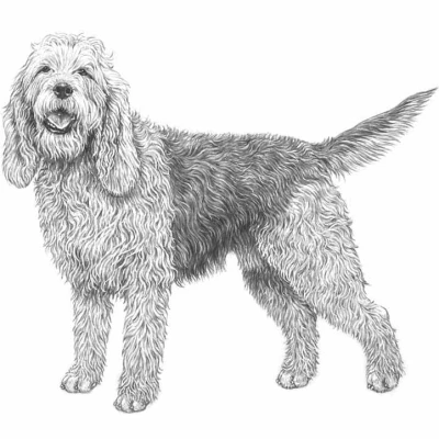 نژاد OTTERHOUND