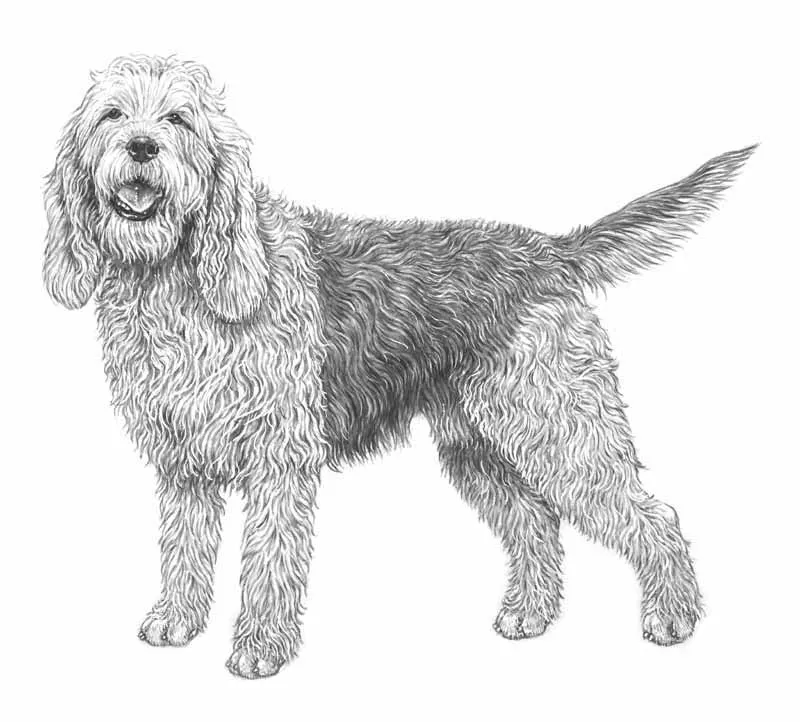 عکس نژاد OTTERHOUND