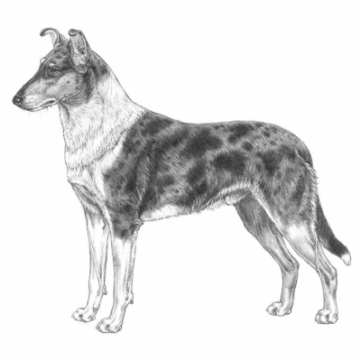 کولی اسموت (COLLIE SMOOTH)