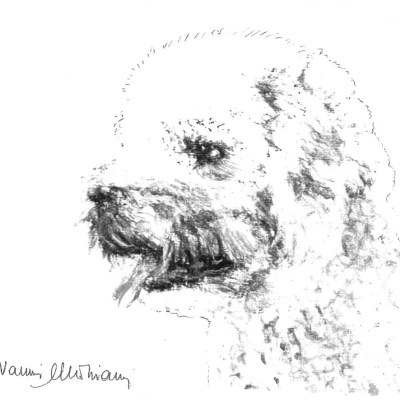 نژاد لاگوتو رومانولو (ROMAGNA WATER DOG)
