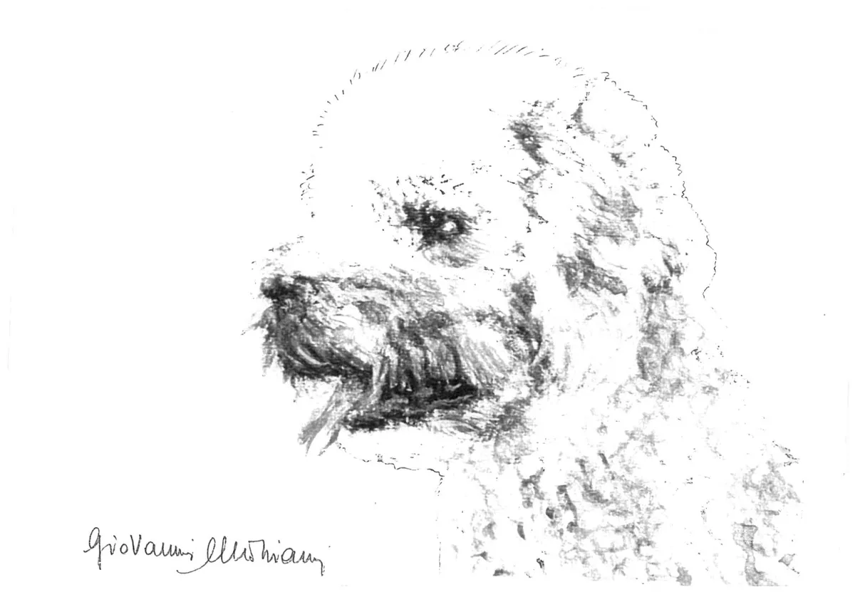 عکس نژاد لاگوتو رومانولو (ROMAGNA WATER DOG)