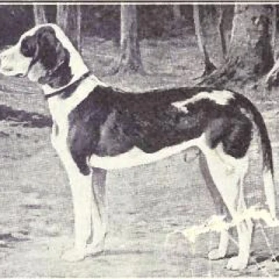 نژاد داچ براک (German Hound)
