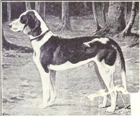 عکس نژاد داچ براک (German Hound)
