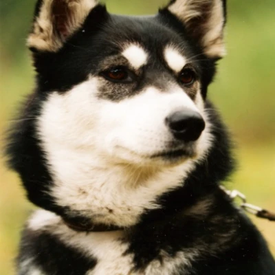نژاد EAST SIBERIAN LAIKA