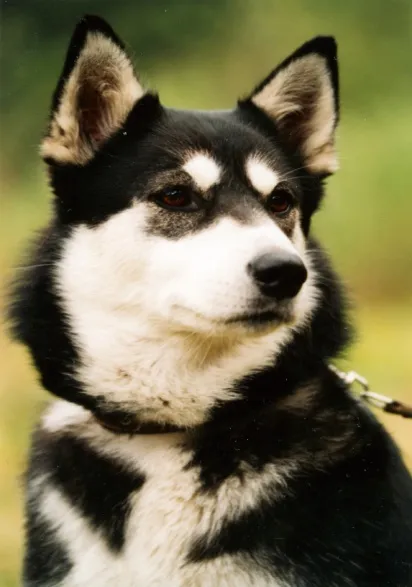 عکس نژاد EAST SIBERIAN LAIKA