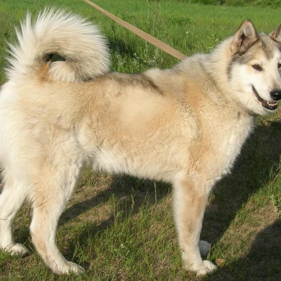 نژاد وست سایبرین لایکا (West Siberian Laika)