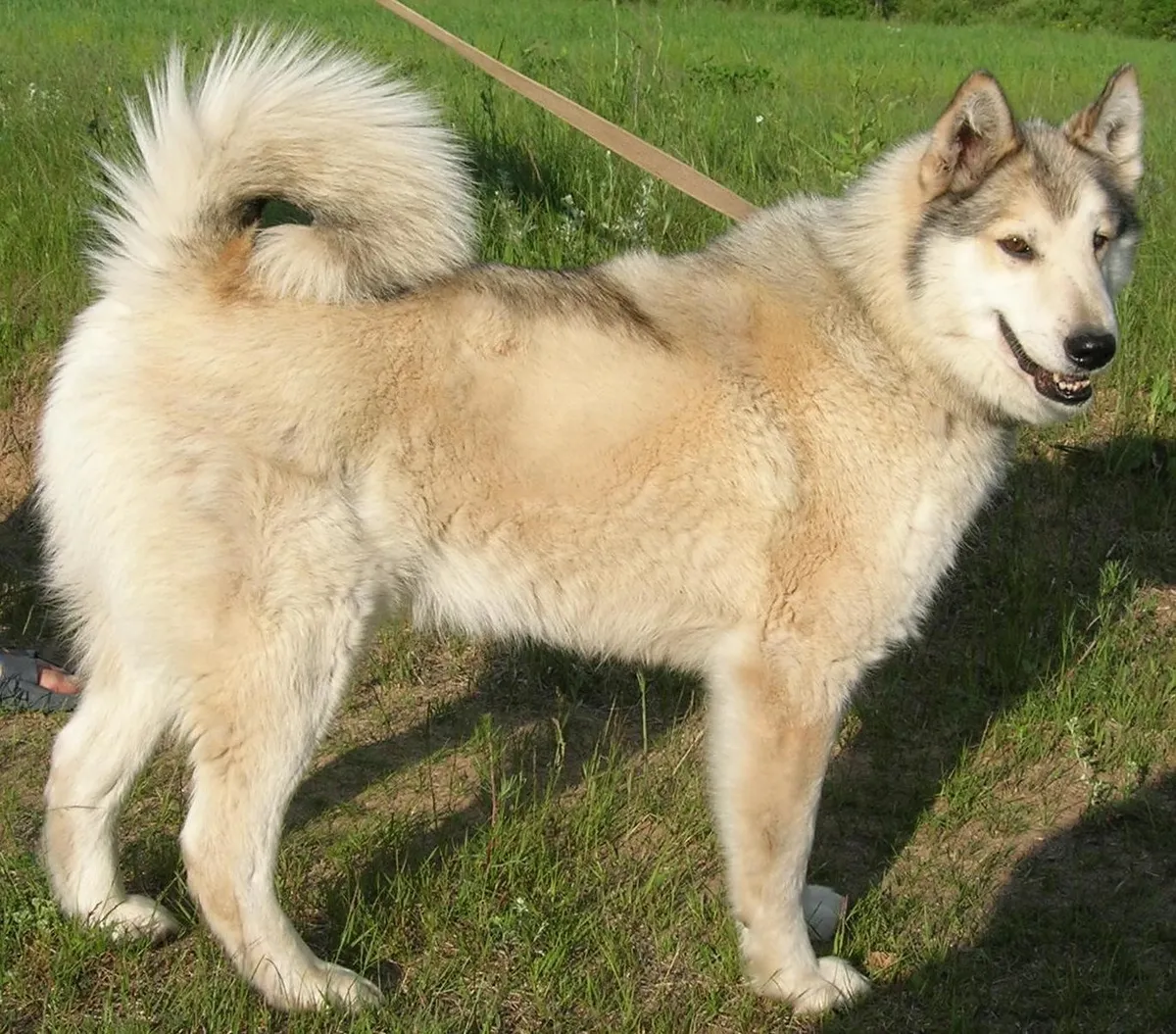 عکس نژاد وست سایبرین لایکا (West Siberian Laika)
