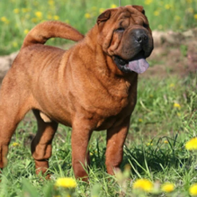 نژاد شار پی (SHAR PEI)