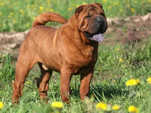 عکس نژاد شار پی (SHAR PEI)