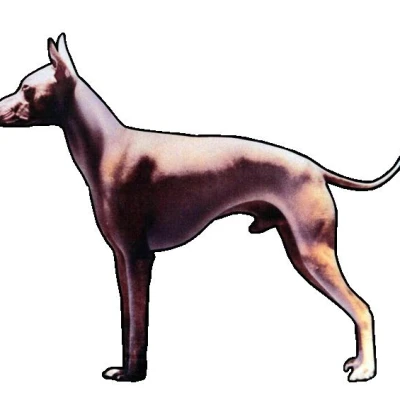 سگ بدون موی پرو (PERUVIAN HAIRLESS DOG)