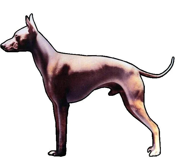 عکس سگ بدون موی پرو (PERUVIAN HAIRLESS DOG)