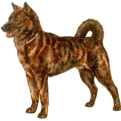 نژاد کای (KAI)