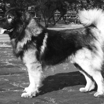 نژاد سگ قفقازی (CAUCASIAN SHEPHERD DOG)