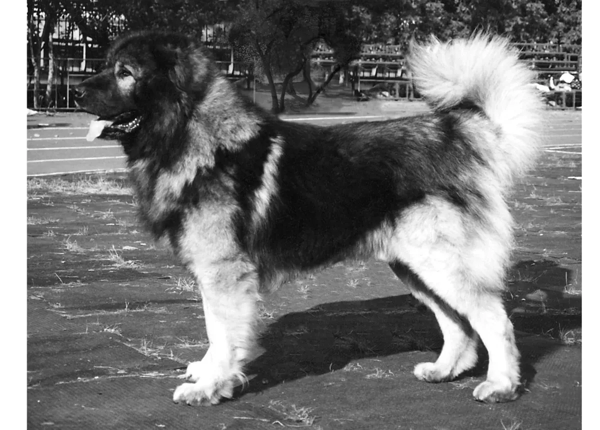 عکس نژاد سگ قفقازی (CAUCASIAN SHEPHERD DOG)