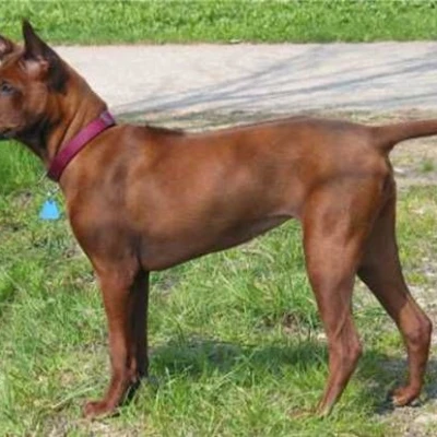 نژاد تای ریج‌بک (THAI RIDGEBACK DOG)