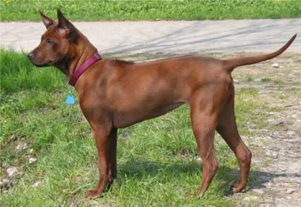 عکس نژاد تای ریج‌بک (THAI RIDGEBACK DOG)