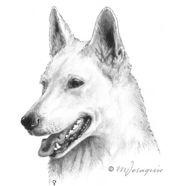 عکس نژاد سگ وایت سوئیس شپرد (WHITE SWISS SHEPHERD DOG)